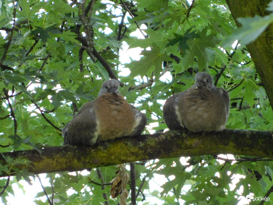 Elhagytuk a fészket, 