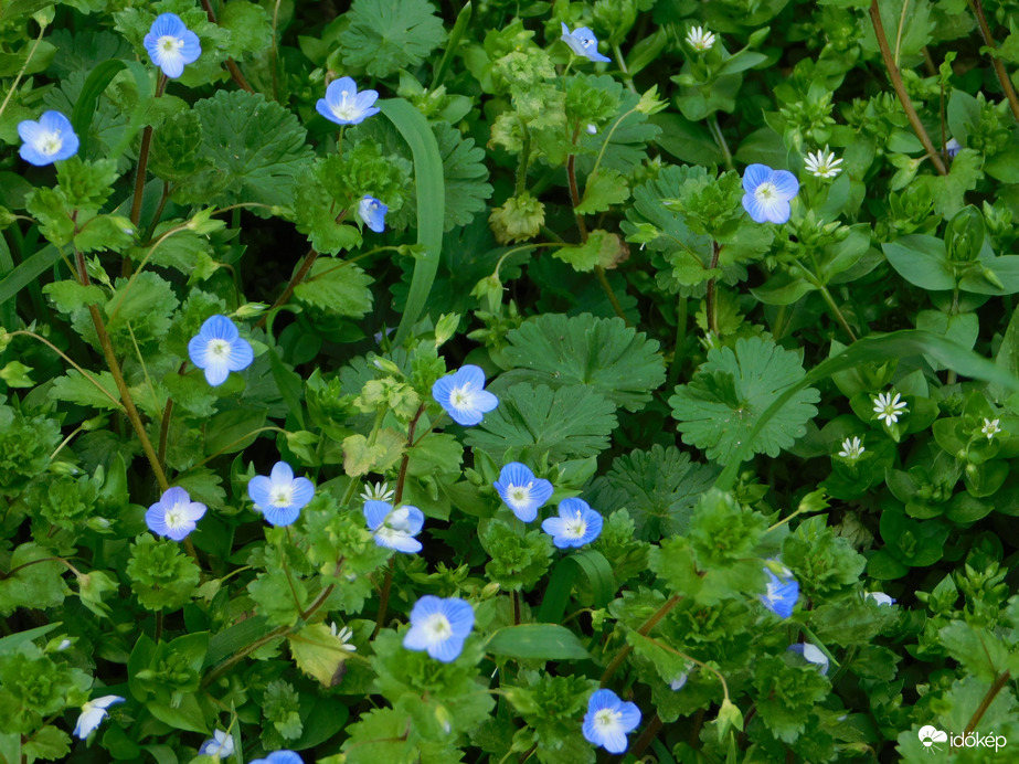 Színek harmóniája