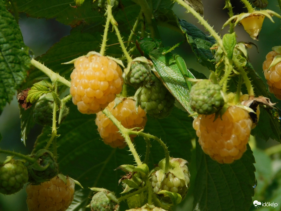 Érik a sárga színű málna