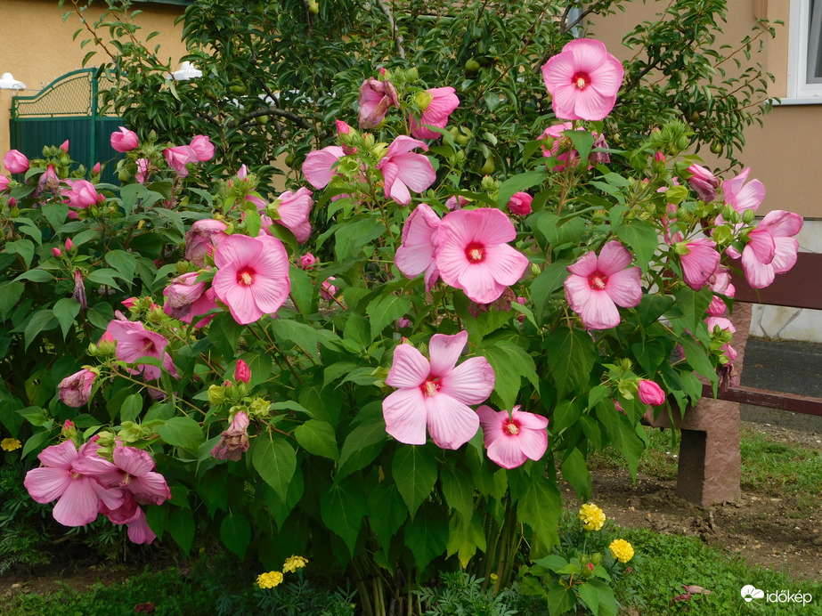 Bokor vagyok, de milyen?