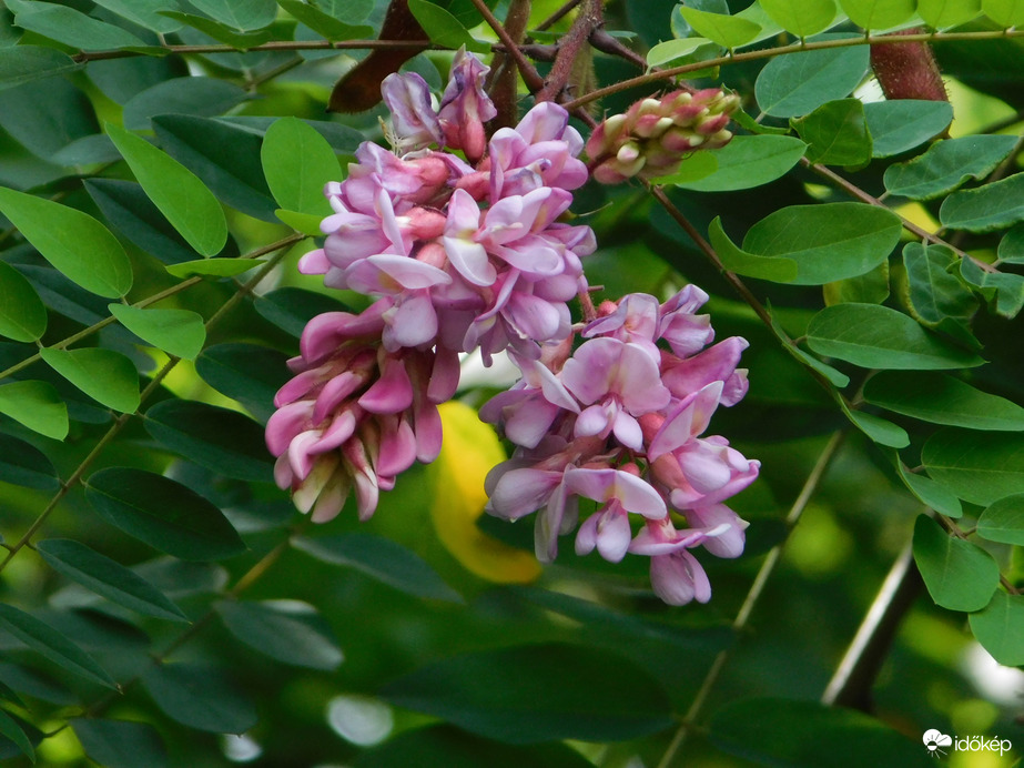 Még mindig virágzik