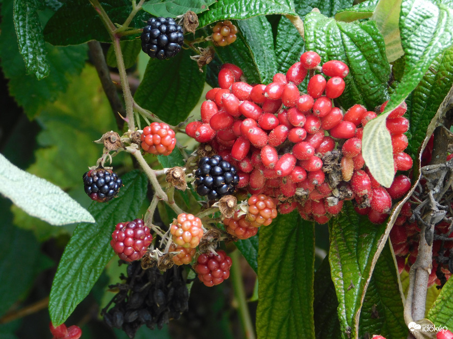 Bangita bogyója vadszederrel
