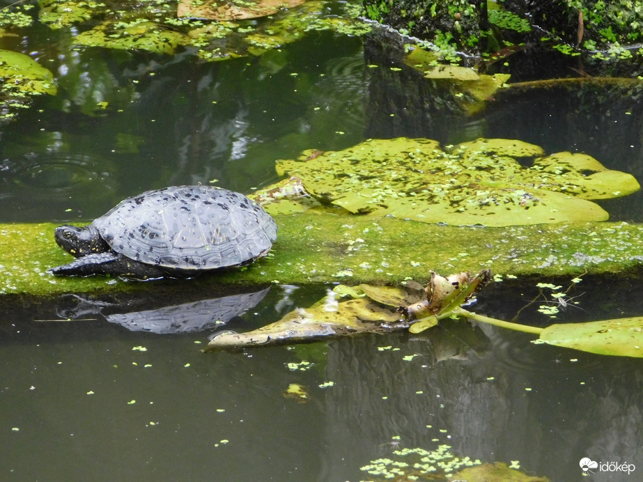 Pici vagyok, de a páncélomnak nem árt az eső