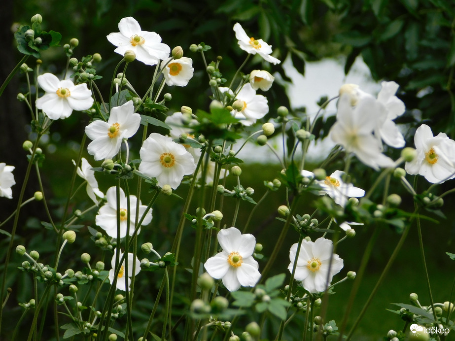 Szellőrózsa özön a szigeten