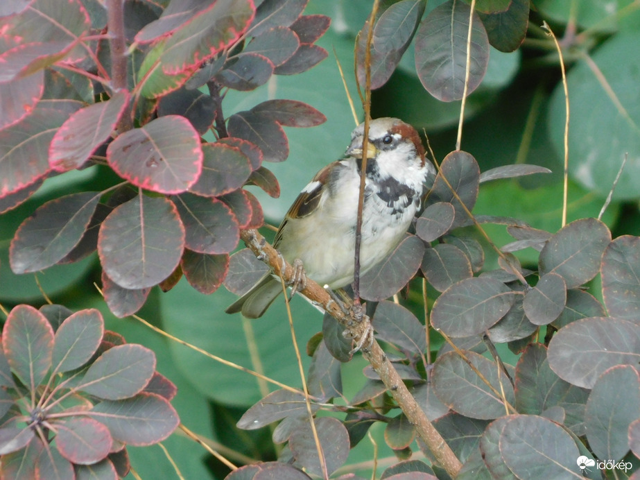 Megláttál? Pedig jól elbújtam!