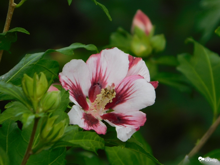 Mályvabokor virága