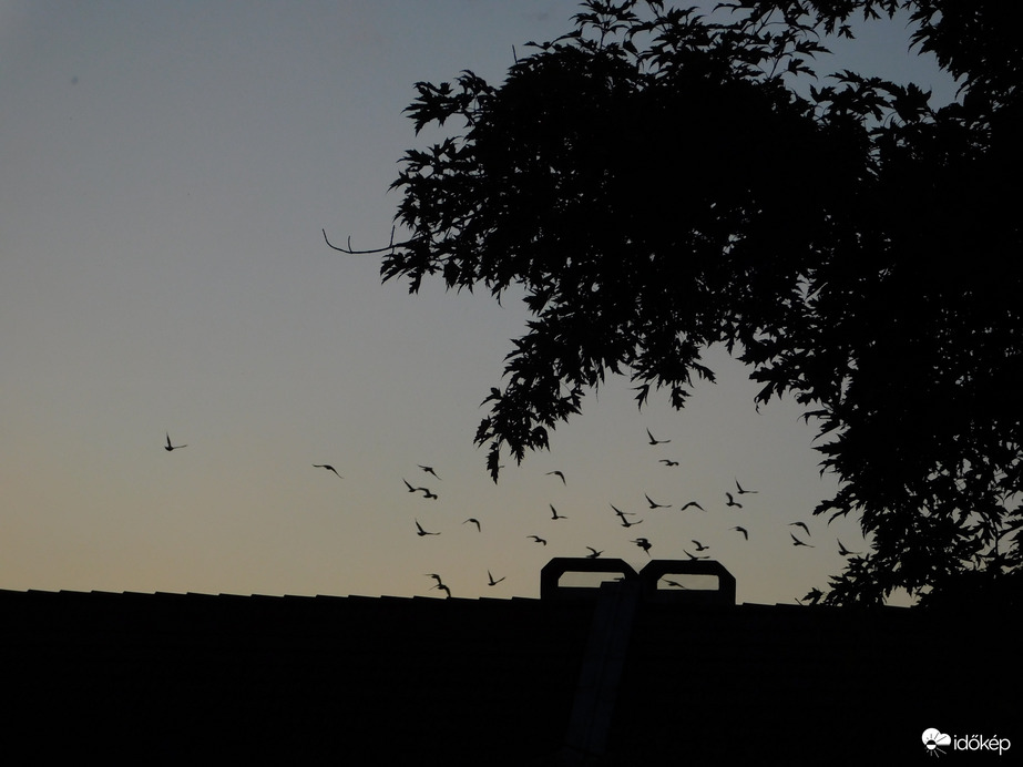 Galamb csapat naplemente után