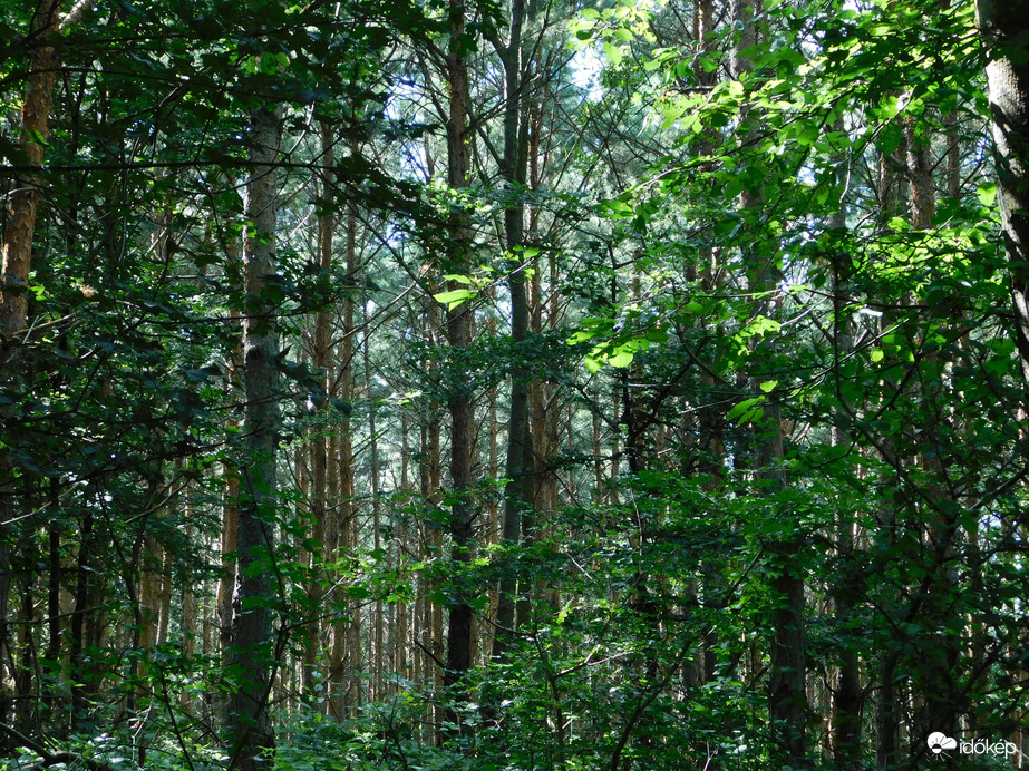 Örökzöldek és lombhullatók