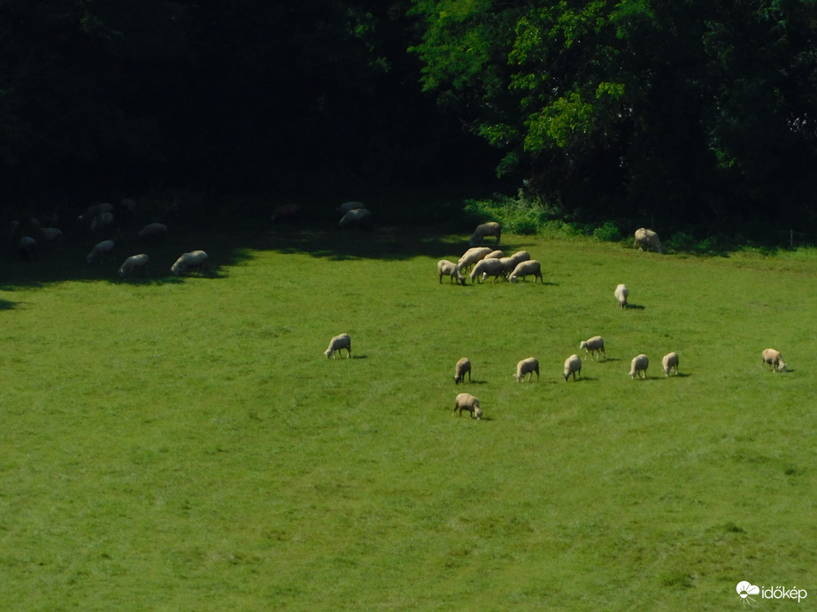 Legelésző juhnyáj a távolban