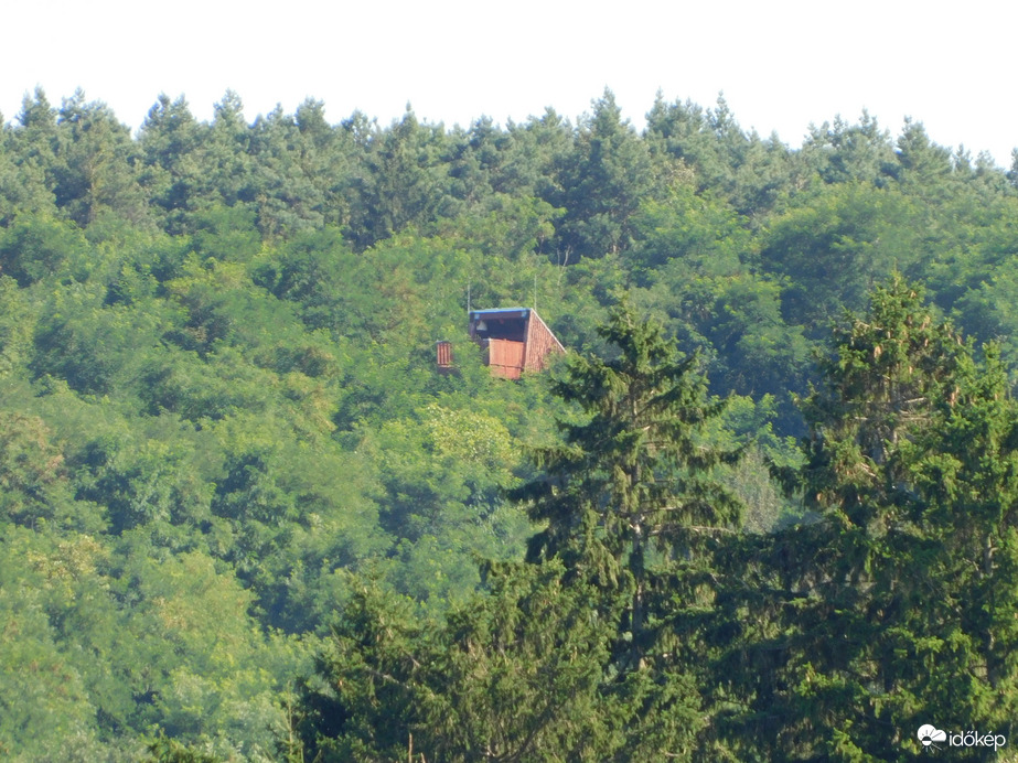 Kilátó a fák között megbújva