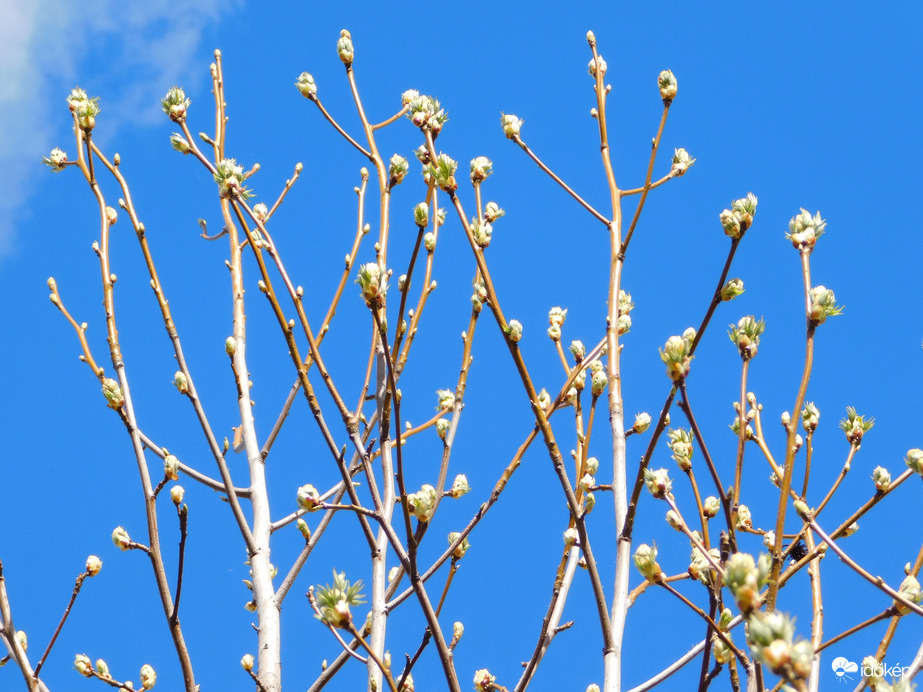 Szeszélyes április 1.