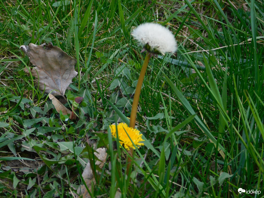 A virágzó és az elvirágzott
