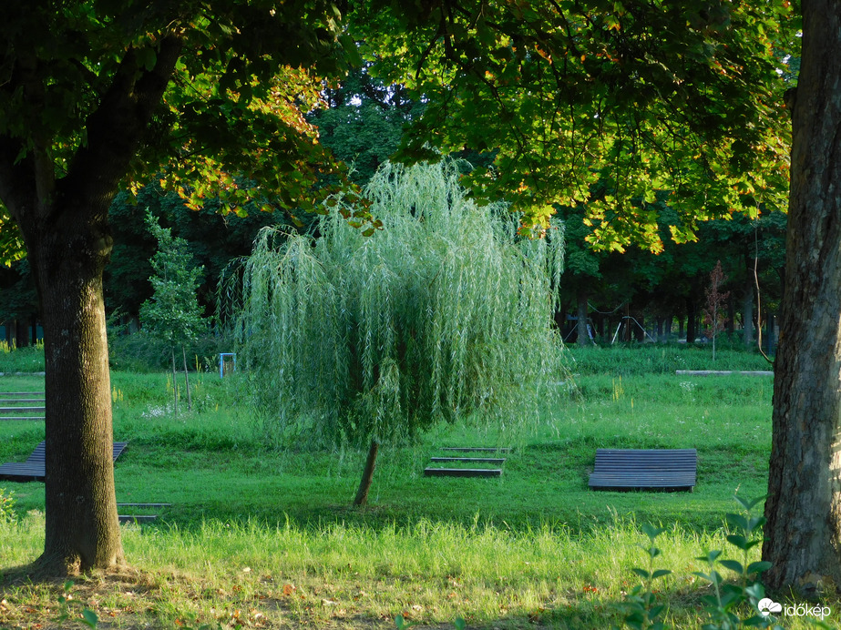 Fiatal Szomorúfűz a patak partján