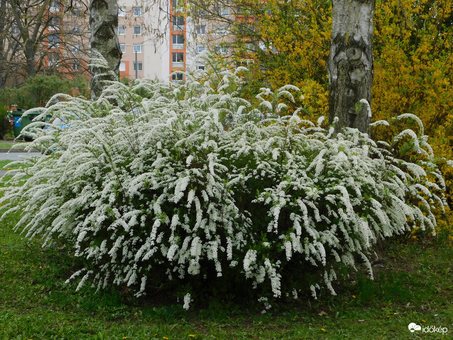 Gyöngyvessző
