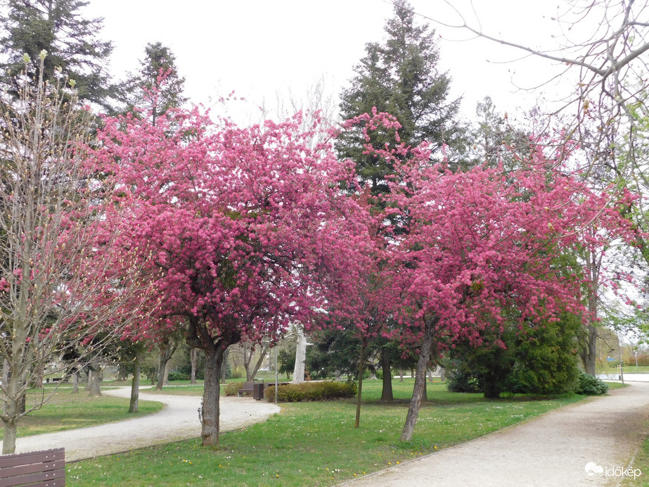 Díszalmafák a Csónakázó-tó szigetén