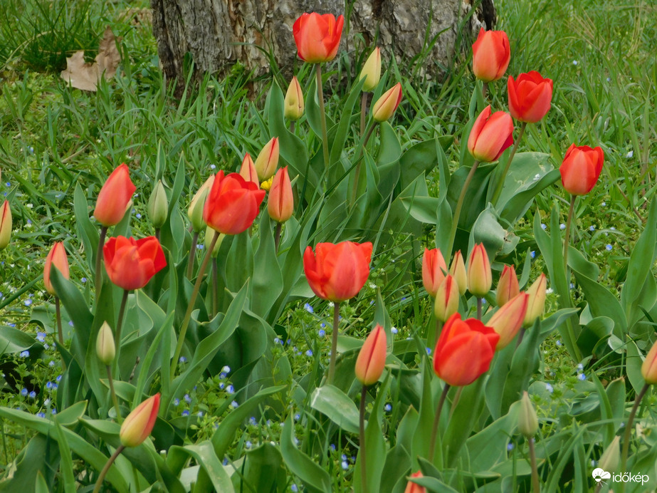 A sziget tulipánjai