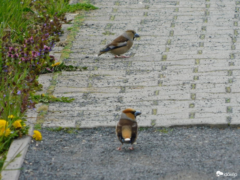 Meggyvágó pár a Sportliget útján
