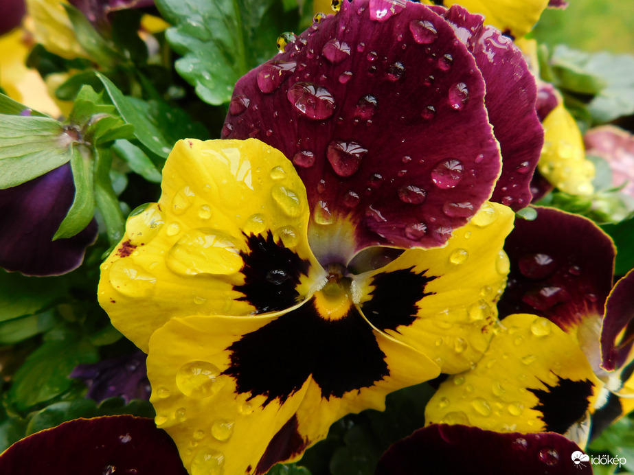 Árvácskák cseppesen