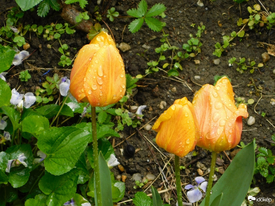 Esőcseppes tulipánok