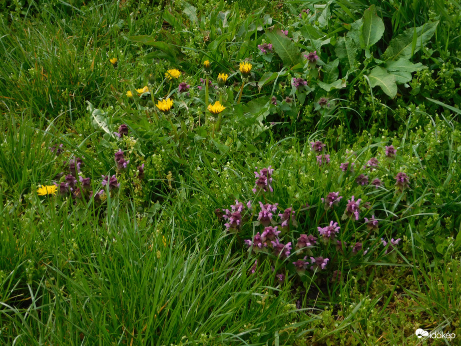 Vadvirágos Szombathely