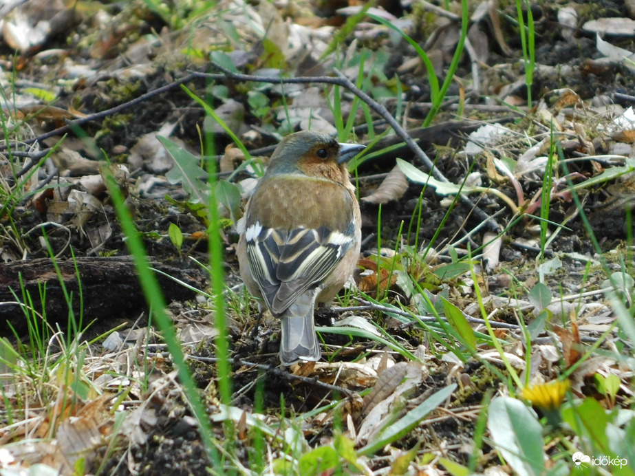 Hím Erdei pinty a fűben