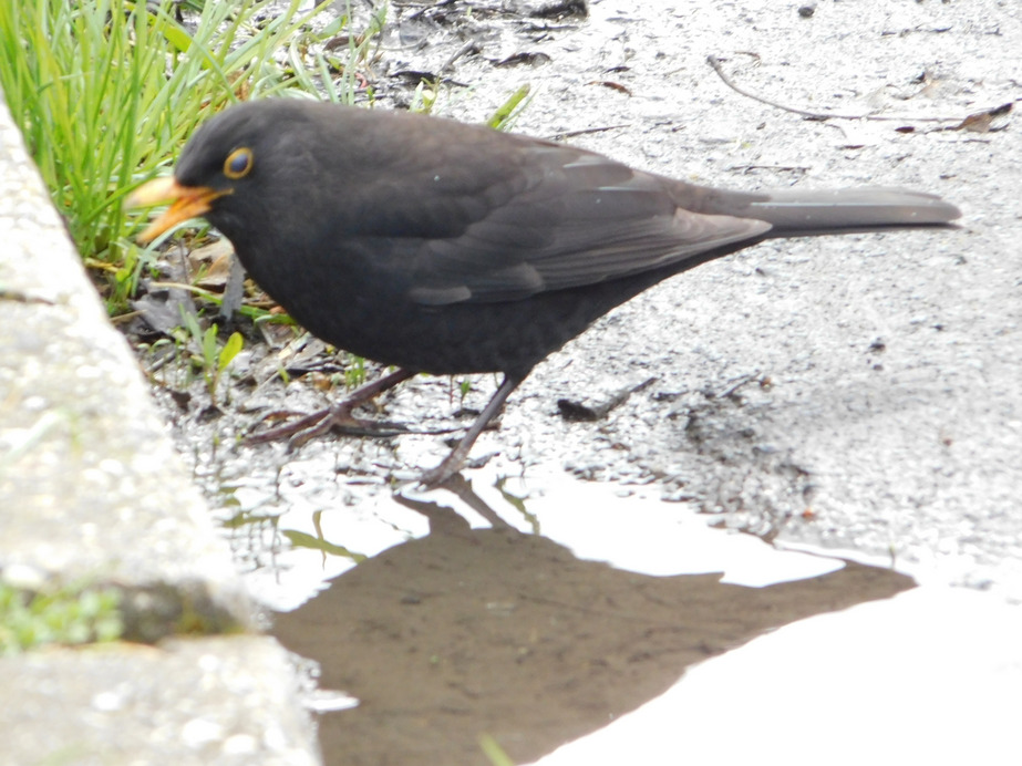 Közben fütyörészek