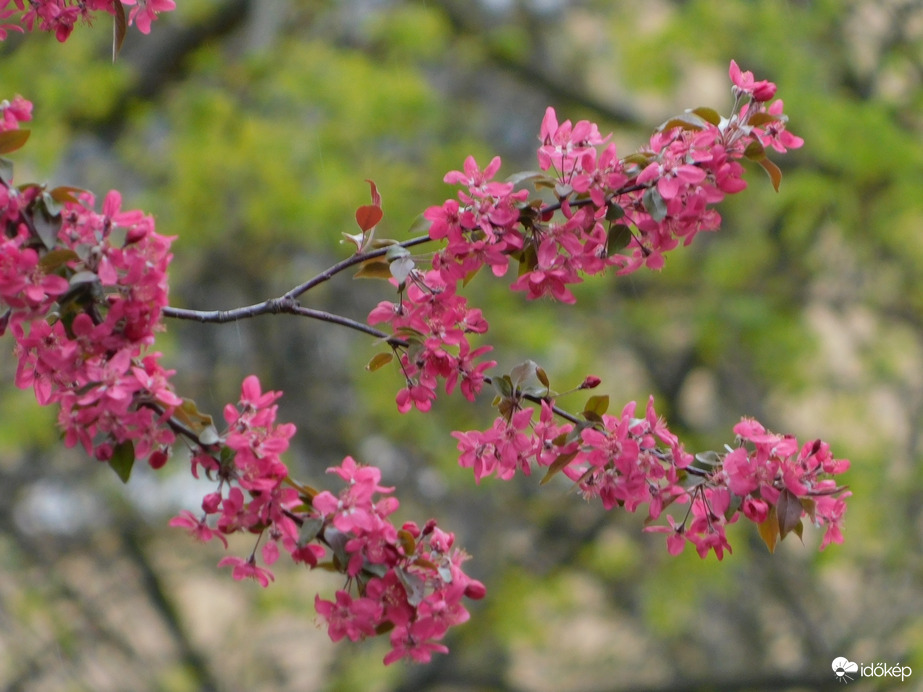 Egyre virágosabb és zöldebb a lakótelep
