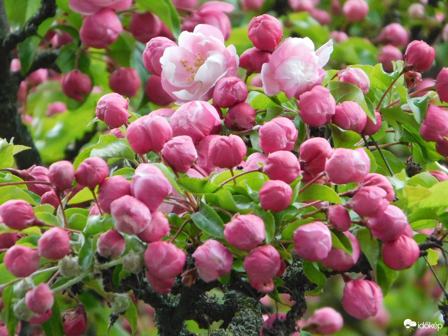 Egyre virágosabb és zöldebb a lakótelep