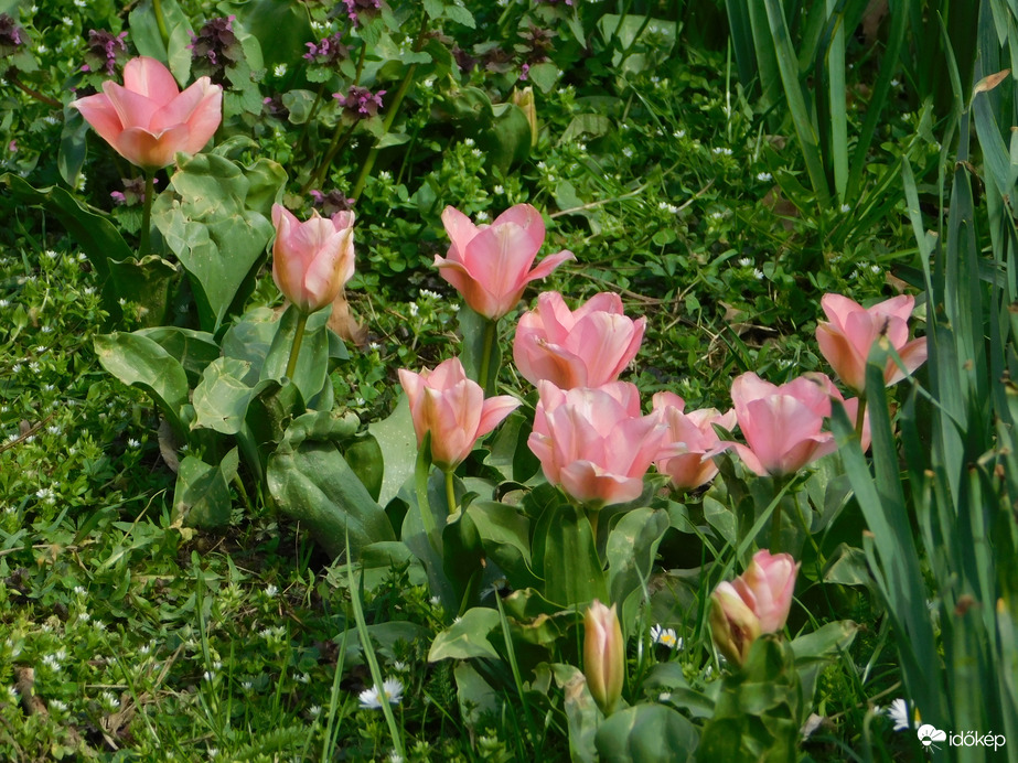 Tulipánok