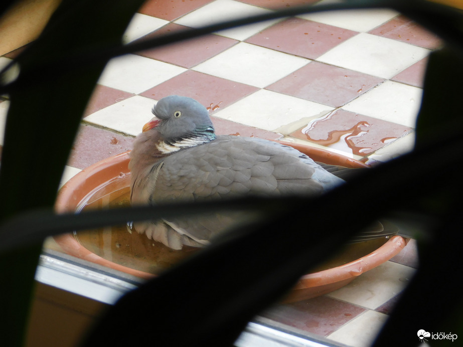 Örvöske mai fürdője