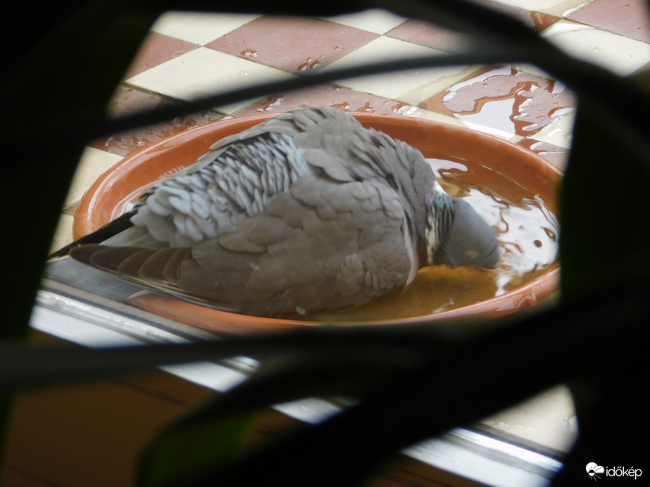 Örvöske mai fürdője