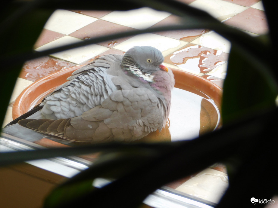 Örvöske mai fürdője