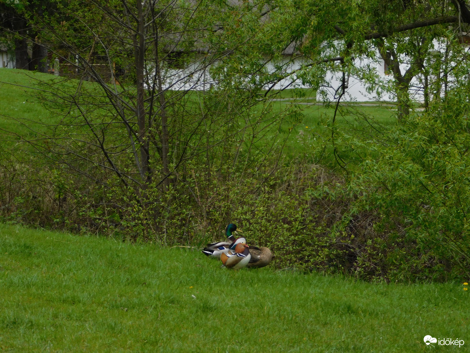 Tavasz a Falumúzeumban