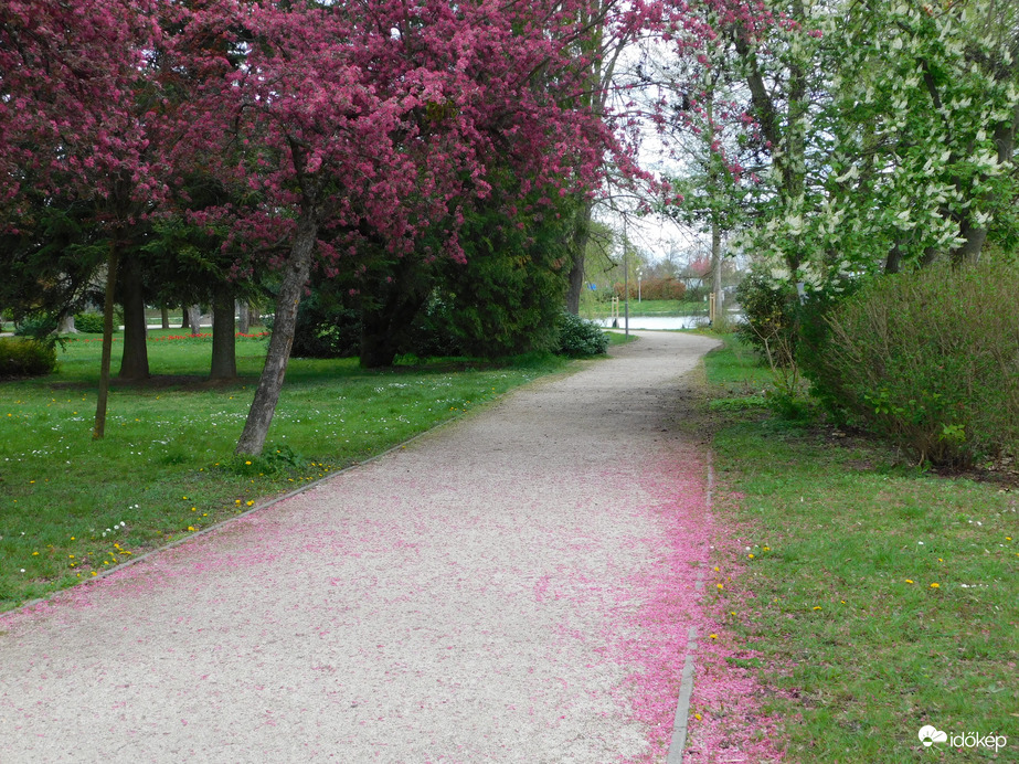 Virágszirommal telehintve