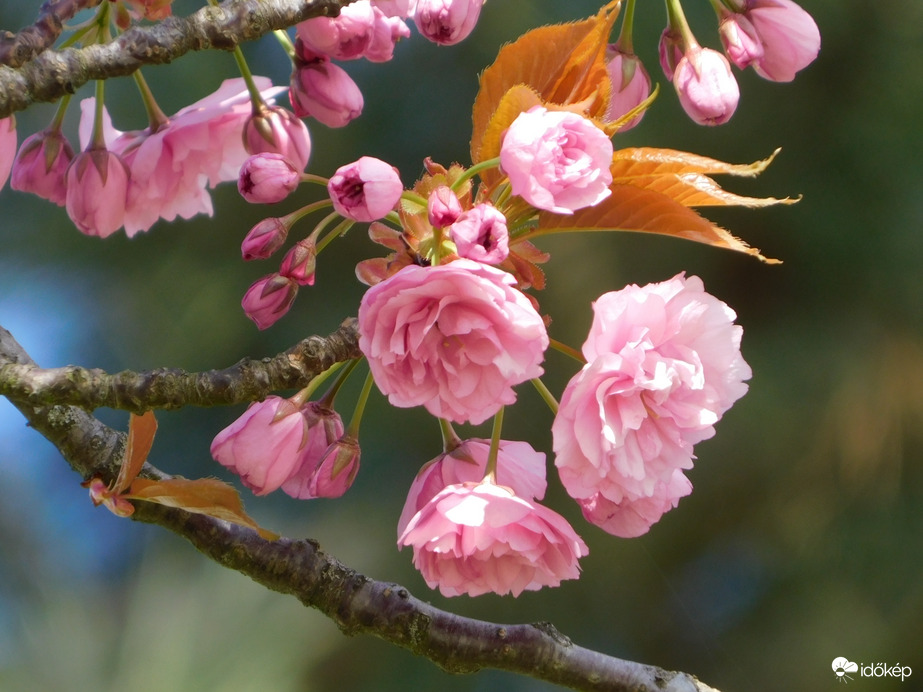 Japán díszcseresznye