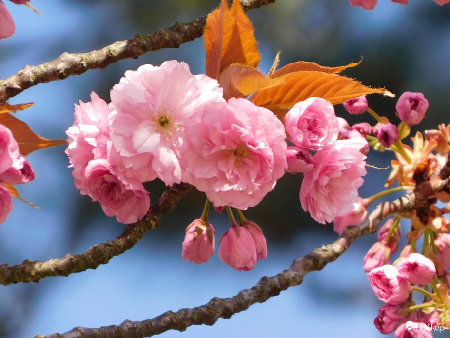 Japán díszcseresznye