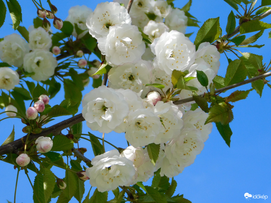 Díszcseresznye virága