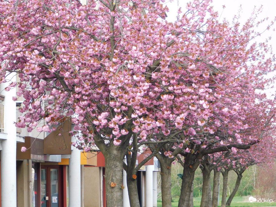 Japán díszcseresznye fasor