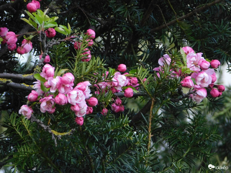 Bimbós ág Tiszafával