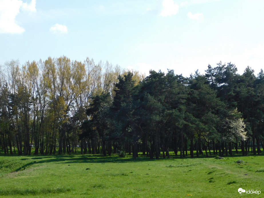 Zöldülő, örökzöld és virágzó