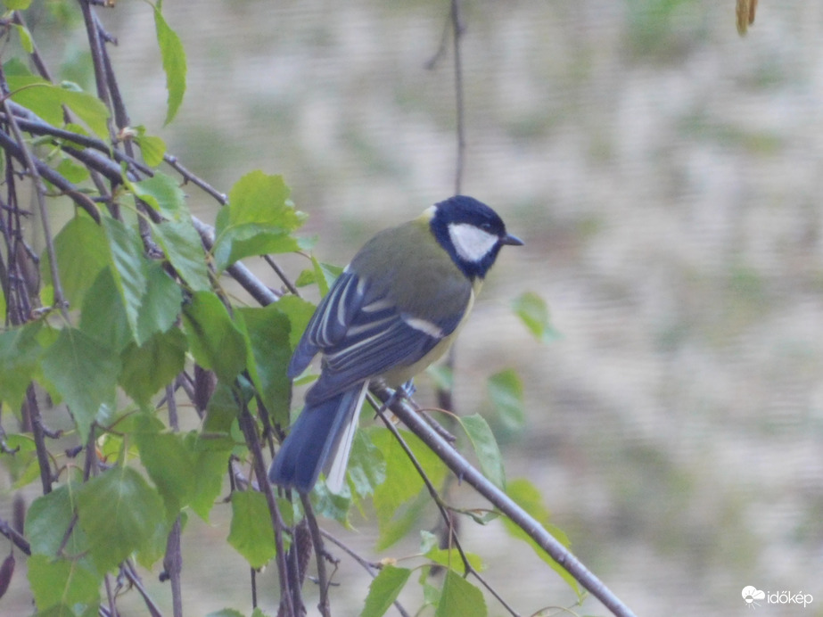 Széncinege a faágon
