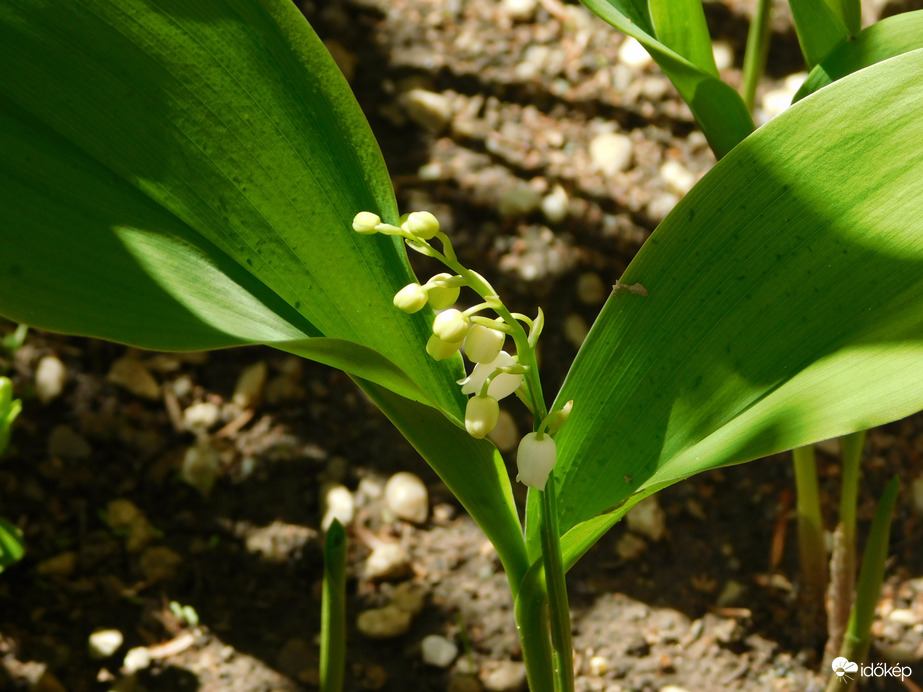 Az első szál gyöngyvirág