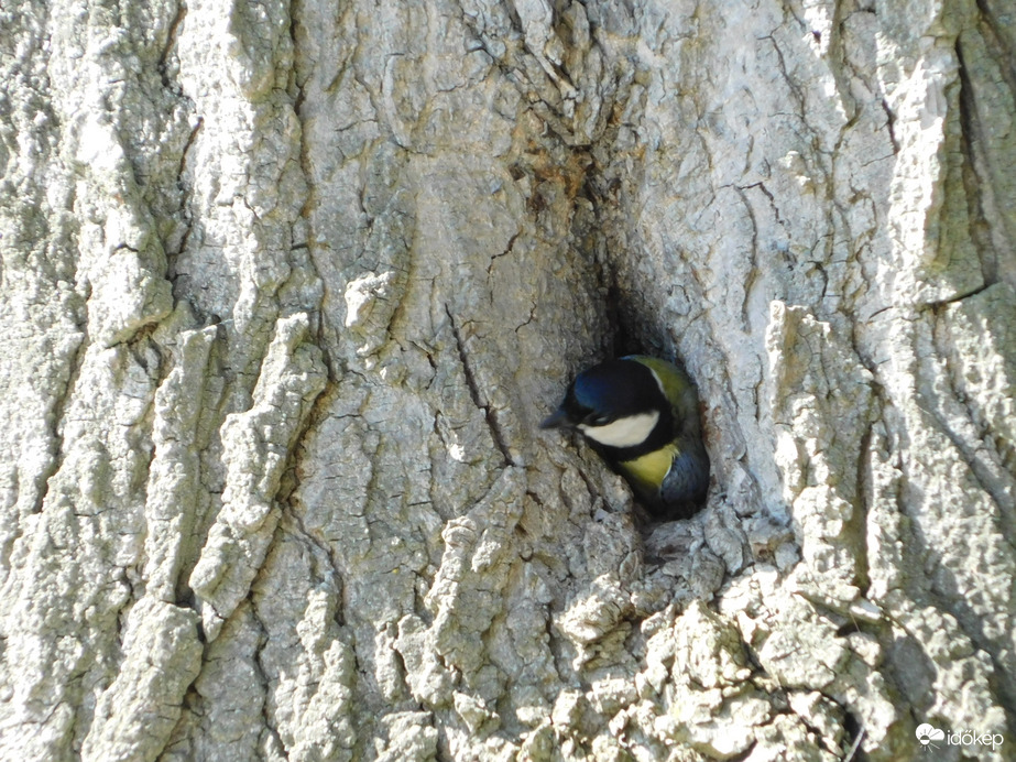 Alig férek ki a résen