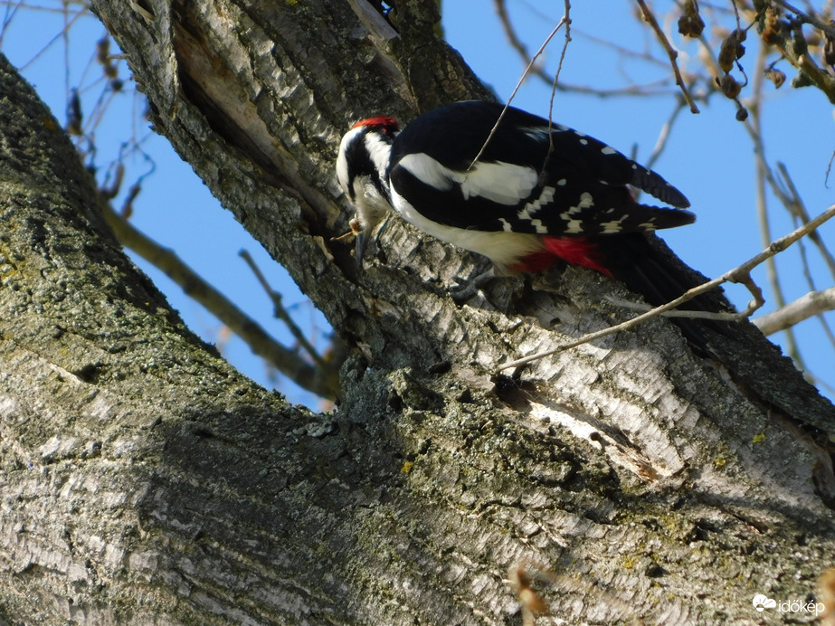 Nagy munkában a Fakopáncs