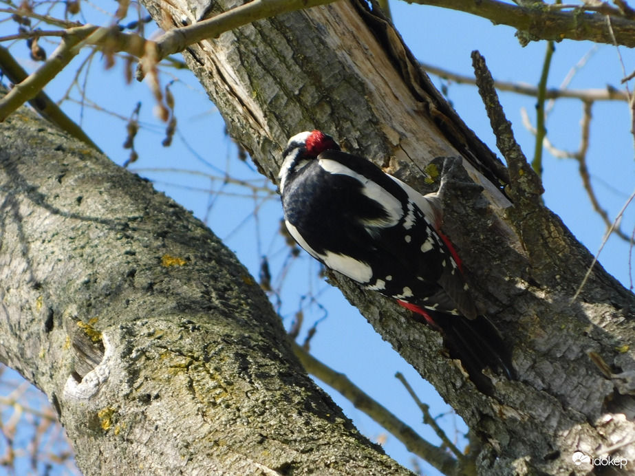 Nagy munkában a Fakopáncs