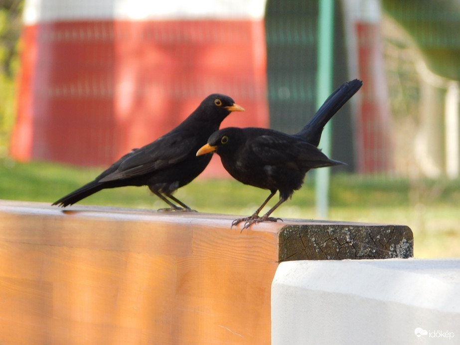 Fekete rigó mindenütt