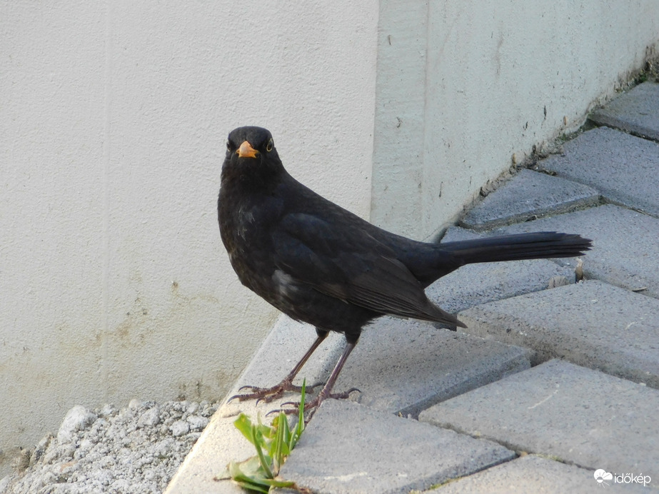 Fekete rigó mindenütt