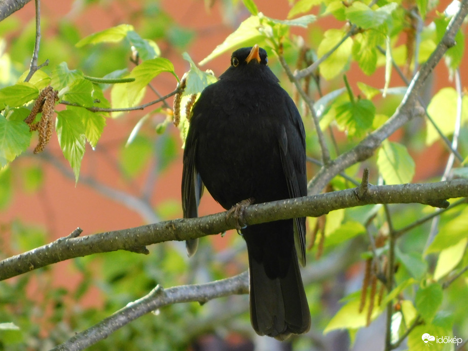 Fekete rigó mindenütt