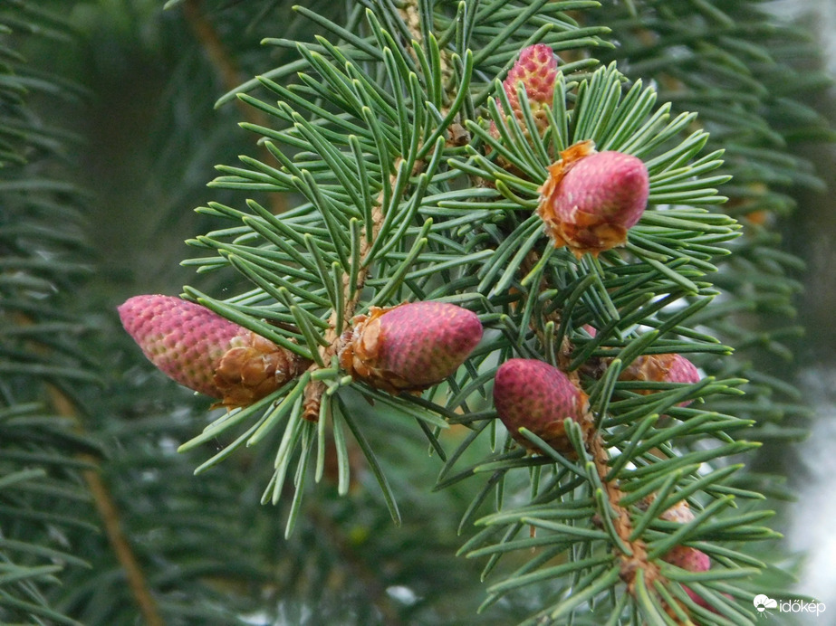 A fenyő is megújul