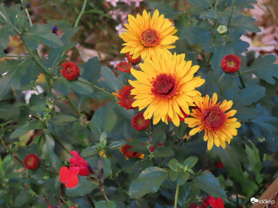 Egy virágoskert szépei